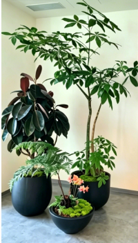 专业花卉租摆北仑强，让绿植为您的环境焕发生机